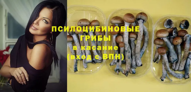 Псилоцибиновые грибы Psilocybine cubensis  Александров 